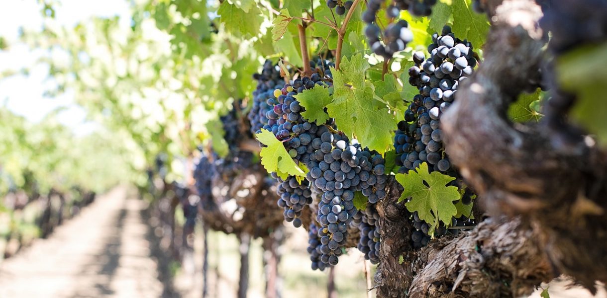 Iccrea Banca. Agribusiness, accordo per sostenere la filiera vitivinicola