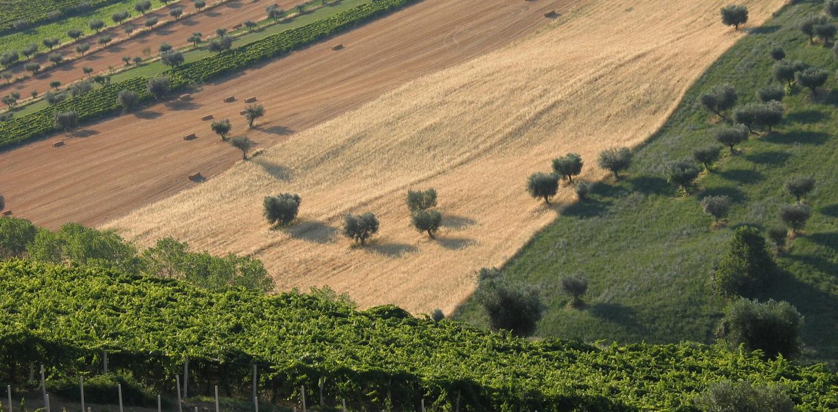 La BCC Ravennate, Forlivese e Imolese premia l’innovazione agricola con AgriManager 2025